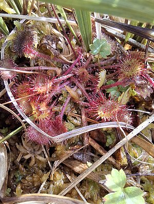 Ronde zonnedauw in het veenmos