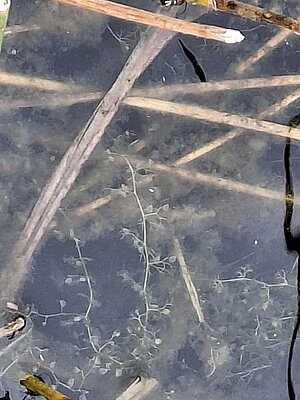 Klein blaasjeskruid in een sloot